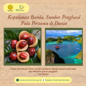 Kepulauan Banda, Sumber Penghasil Pala Pertama di Dunia