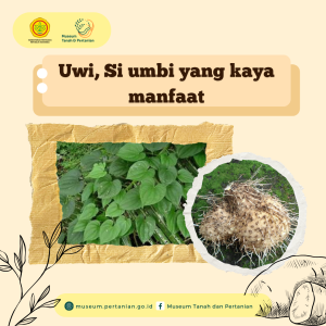 Uwi, Si Umbi yang Kaya Manfaat
