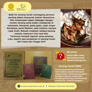 Jejak Kacang Tanah di Nusantara